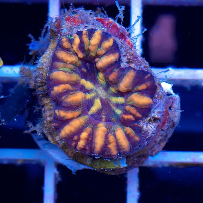 CHE 4587 - Another Hot serving of Cherry Corals!