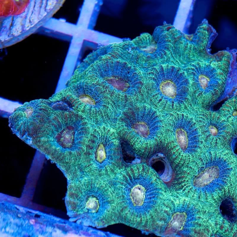 CHE 4588 - Another Hot serving of Cherry Corals!