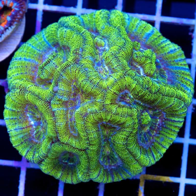 CHE 4599 - Another Hot serving of Cherry Corals!