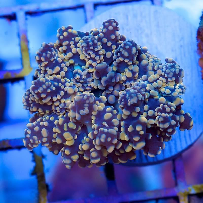 CHE 4650 - Today's Fresh Cherry Corals!!!
