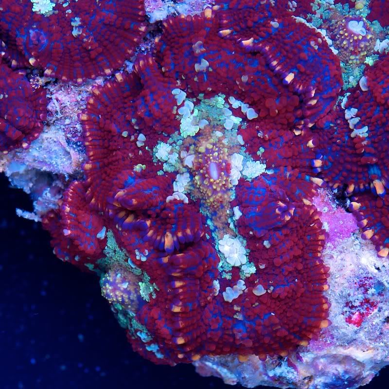 CHE 4656 - Today's Fresh Cherry Corals!!!