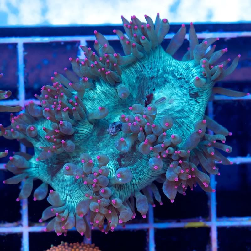 CHE 4683 - Today's Fresh Cherry Corals!!!