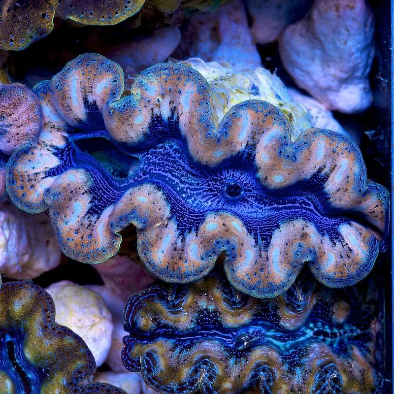 CHE 4685 - Crazy patterns on these crazy clams!!