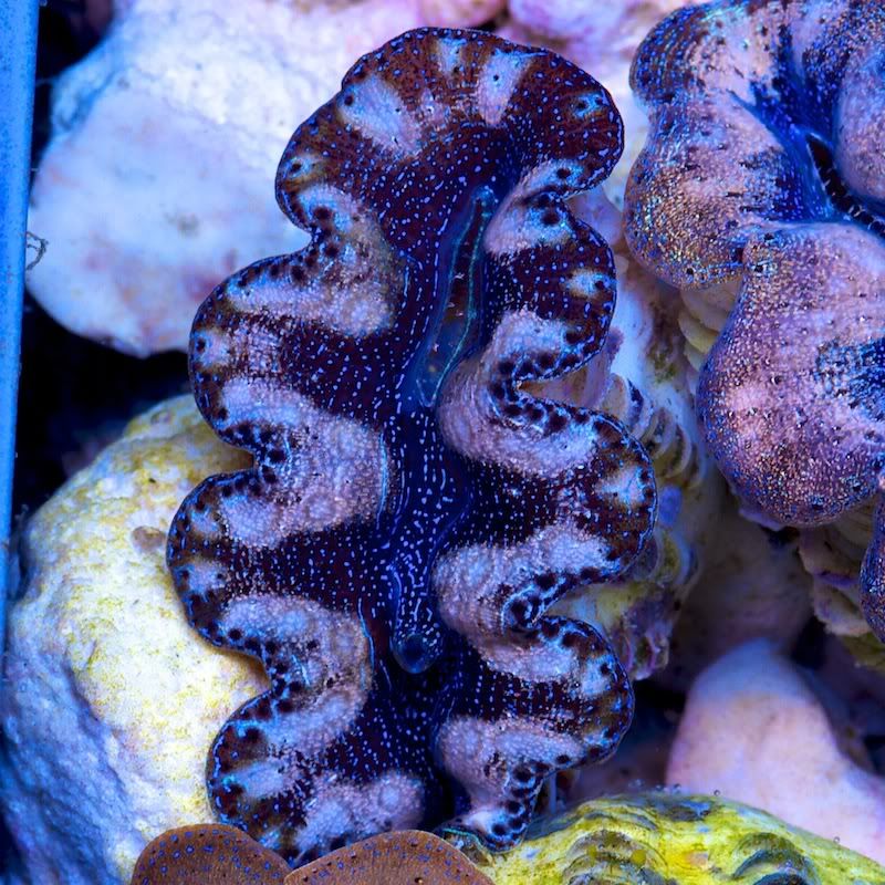 CHE 4687 - Crazy patterns on these crazy clams!!