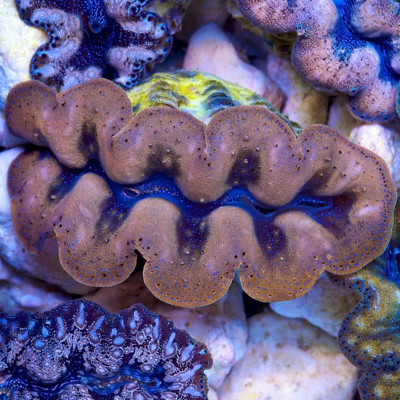 CHE 4688 - Crazy patterns on these crazy clams!!