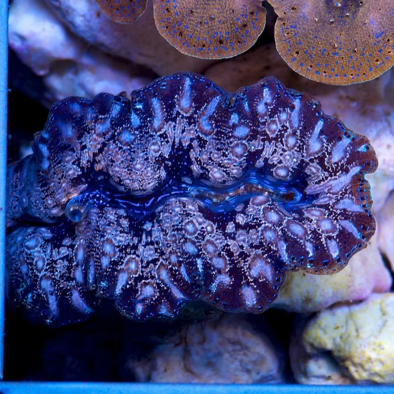 CHE 4689 - Crazy patterns on these crazy clams!!