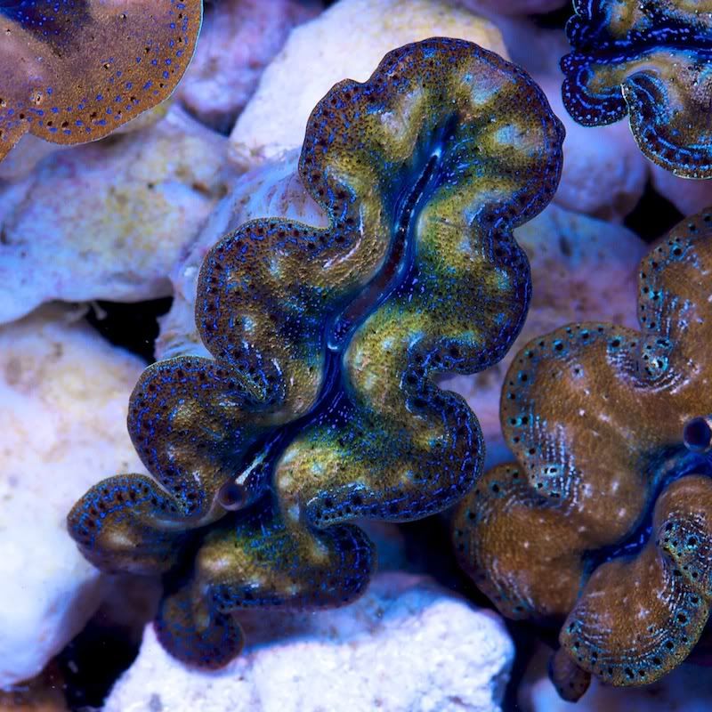 CHE 4691 - Crazy patterns on these crazy clams!!