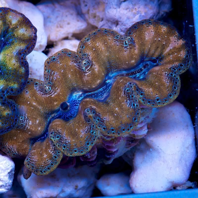 CHE 4692 - Crazy patterns on these crazy clams!!