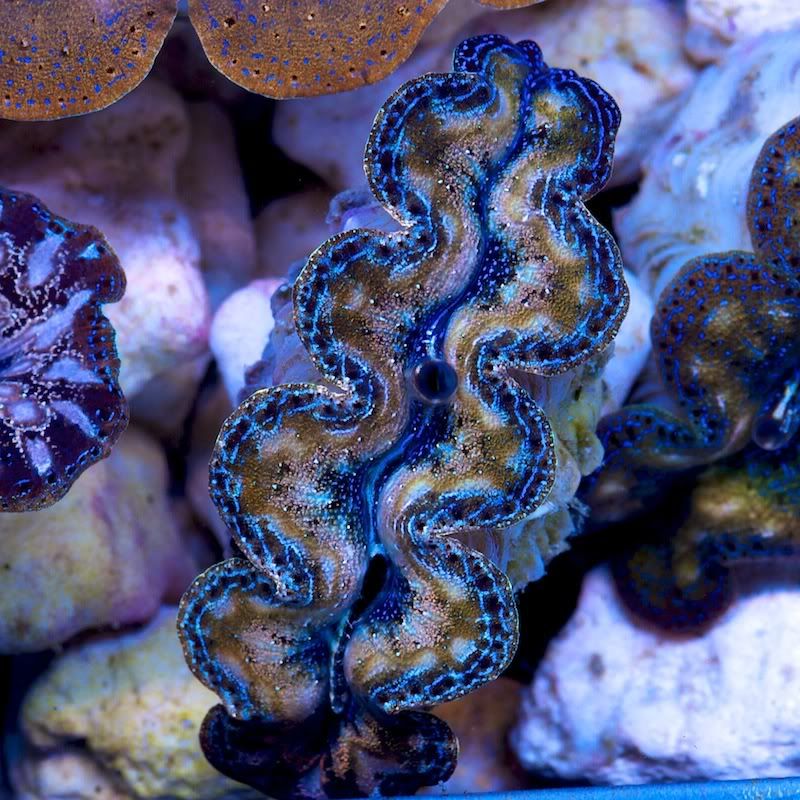 CHE 4693 - Crazy patterns on these crazy clams!!
