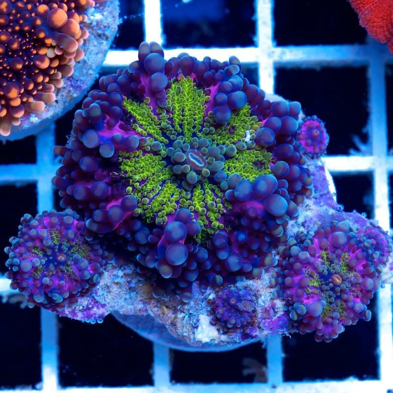 CHE 5421 - Cherry Corals at the Michigan Coral Expo and Swap!!