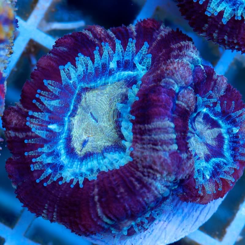 CHE 5449 - Cherry Corals at the Michigan Coral Expo and Swap!!