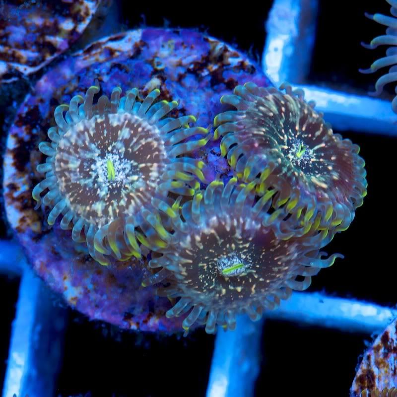 CHE 5453 - Cherry Corals at the Michigan Coral Expo and Swap!!