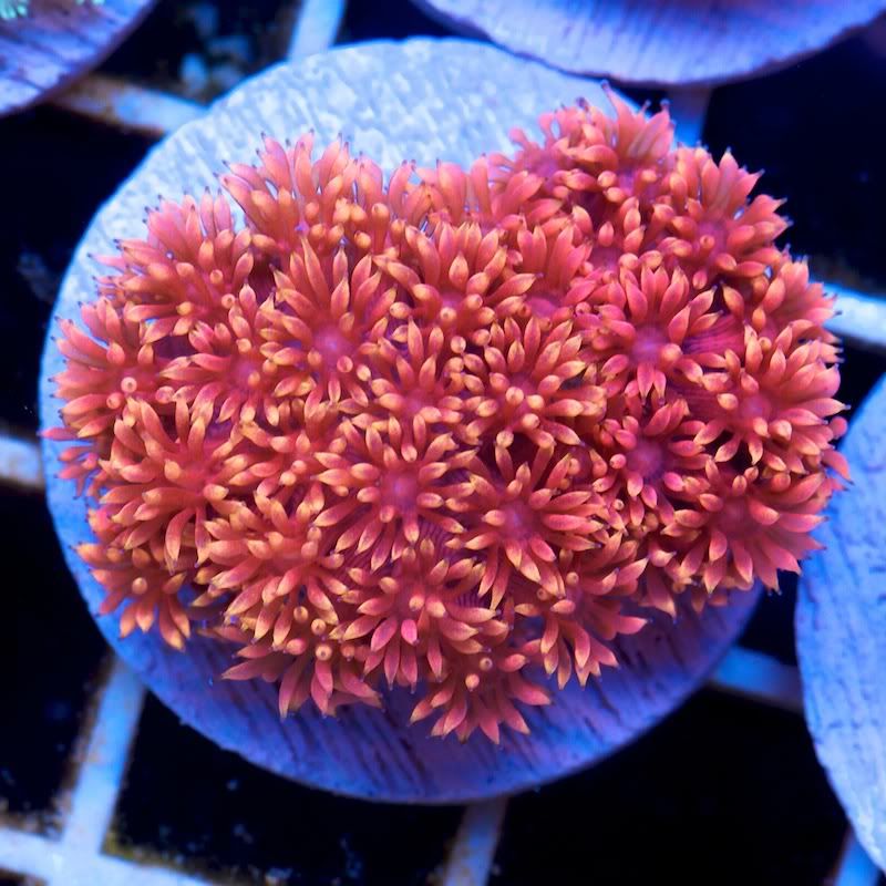 CHE 5462 - Cherry Corals at the Michigan Coral Expo and Swap!!