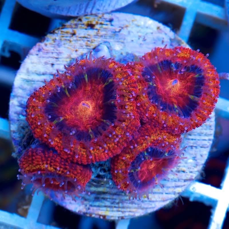 CHE 5467 - Cherry Corals at the Michigan Coral Expo and Swap!!