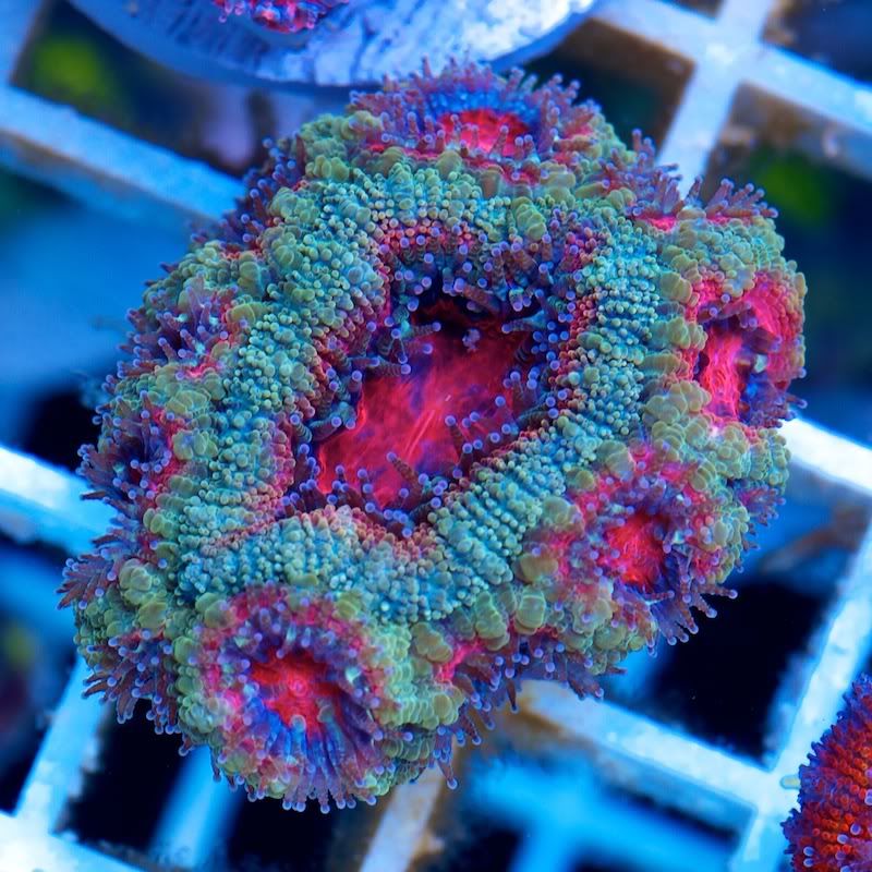 CHE 5471 - Cherry Corals at the Michigan Coral Expo and Swap!!