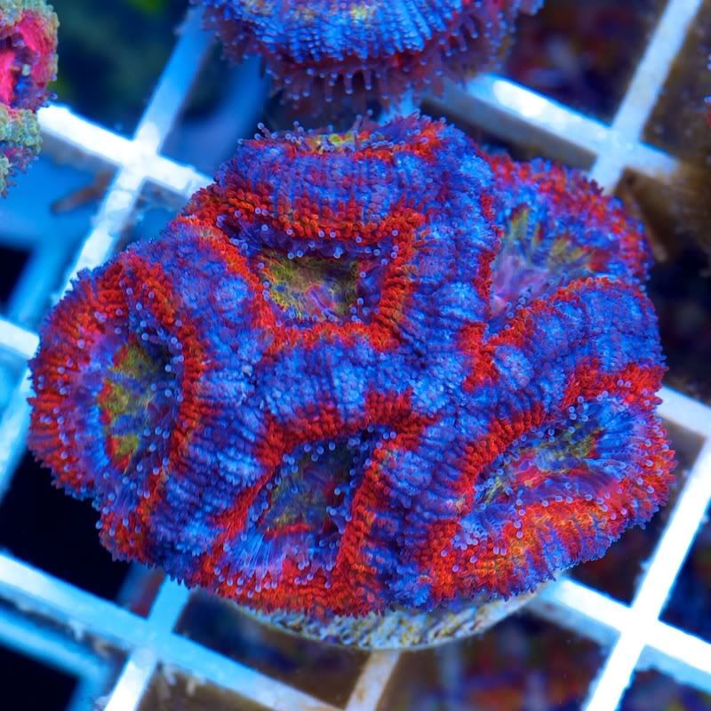 CHE 5472 - Cherry Corals at the Michigan Coral Expo and Swap!!