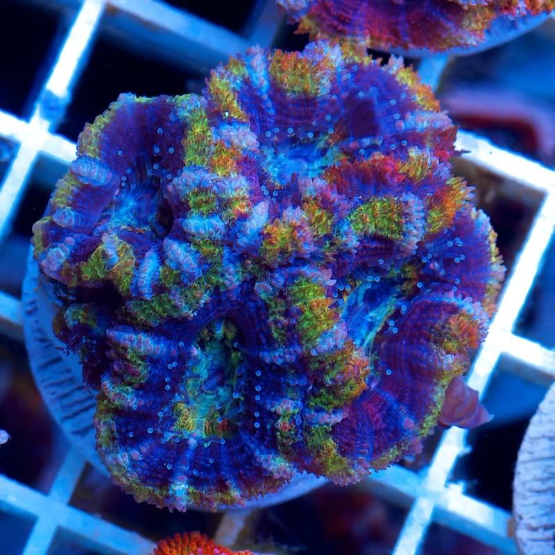 CHE 5478 - Cherry Corals at the Michigan Coral Expo and Swap!!