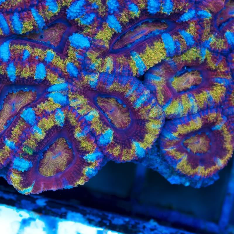 CHE 5761 - Acan madness at Cherry Corals