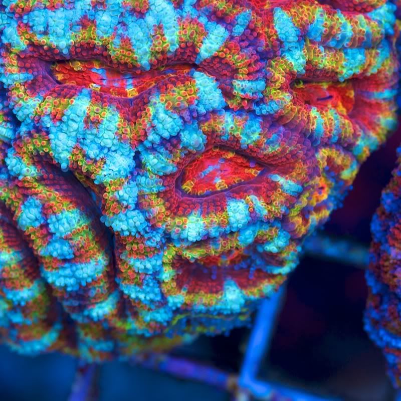CHE 5762 - Acan madness at Cherry Corals