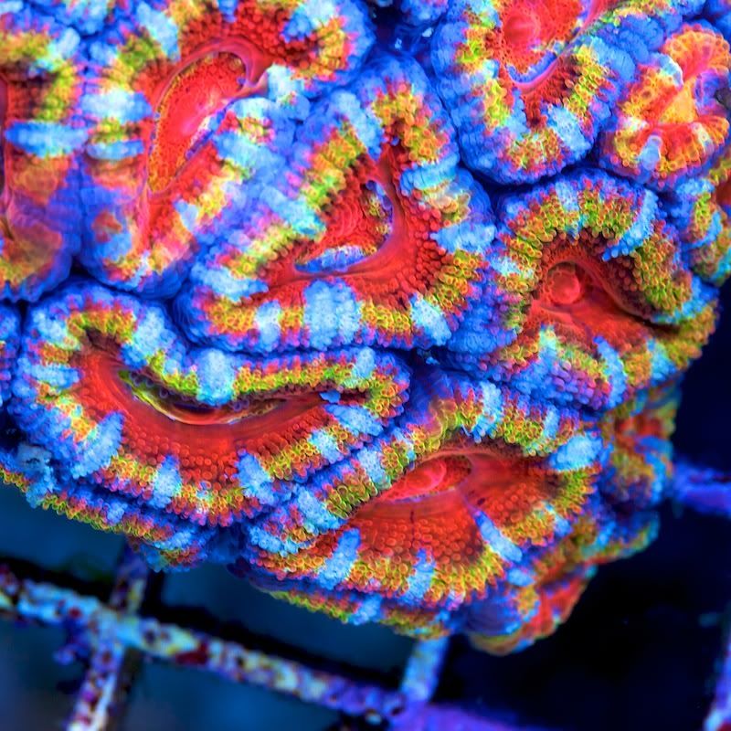 CHE 5766 - Acan madness at Cherry Corals