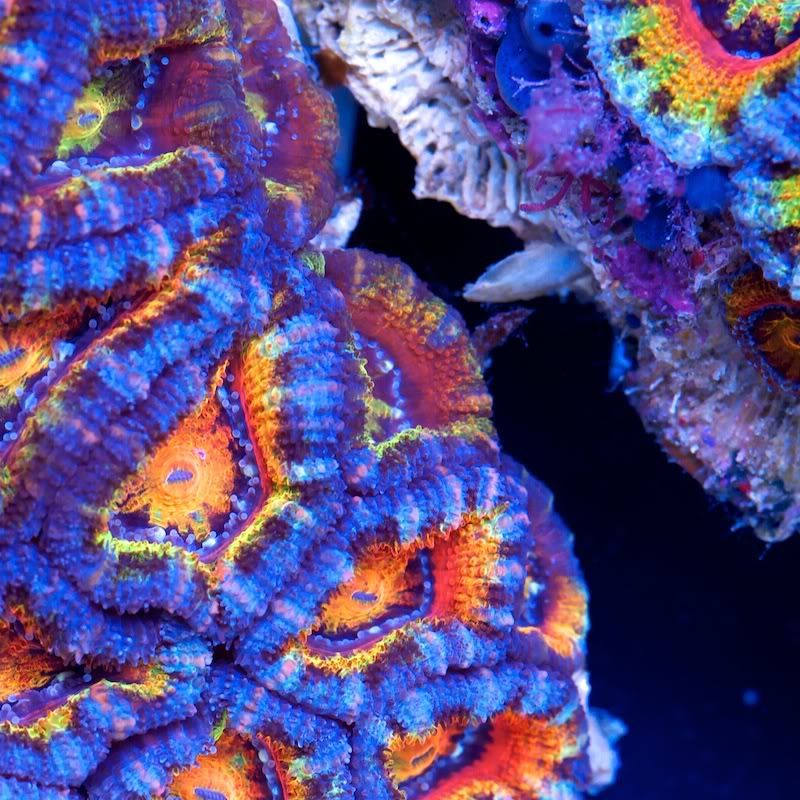CHE 5779 - Acan madness at Cherry Corals