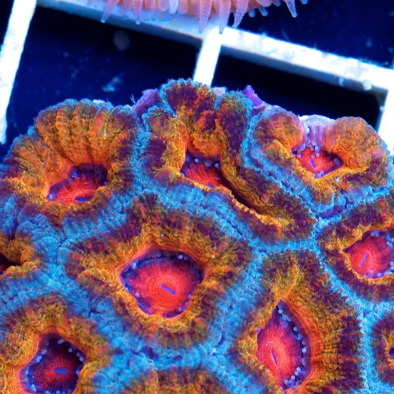 CHE 5780 - Acan madness at Cherry Corals