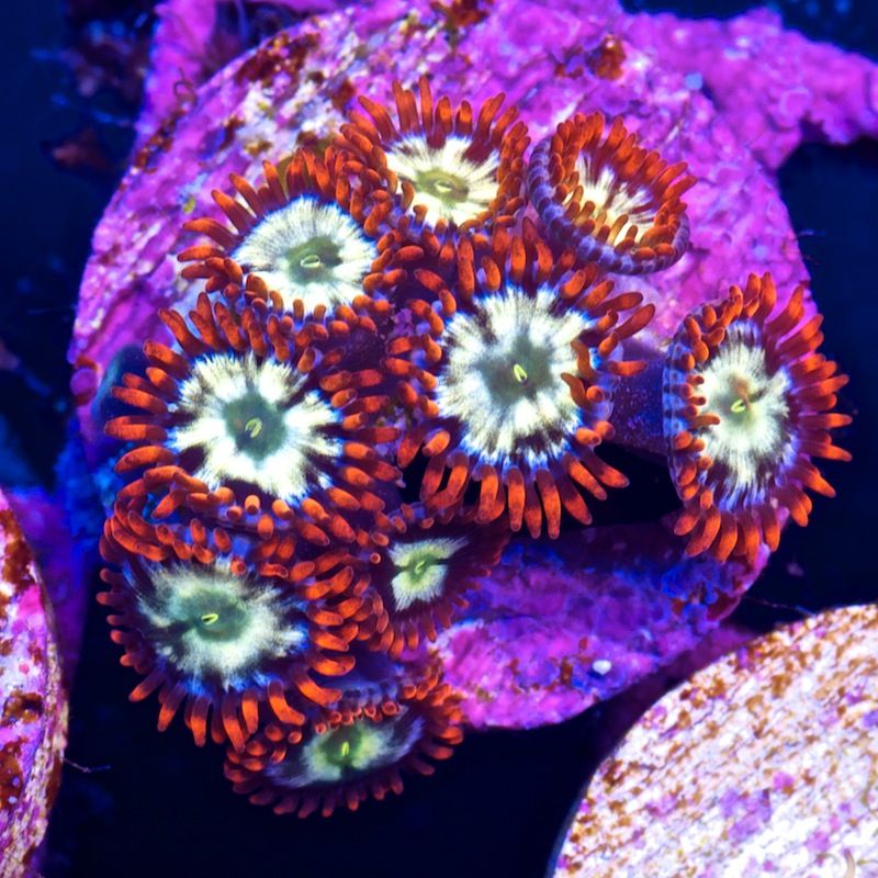 CHE 8609 zps6c591fc9 - Cherry pieces.....keep em coming!