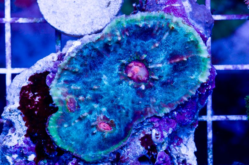 EMEcolony - Huge Shipments this week! Scolymias and more!