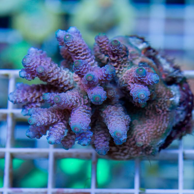 Large Coral 12 1 - Gorgeous cultured Acro's available now!