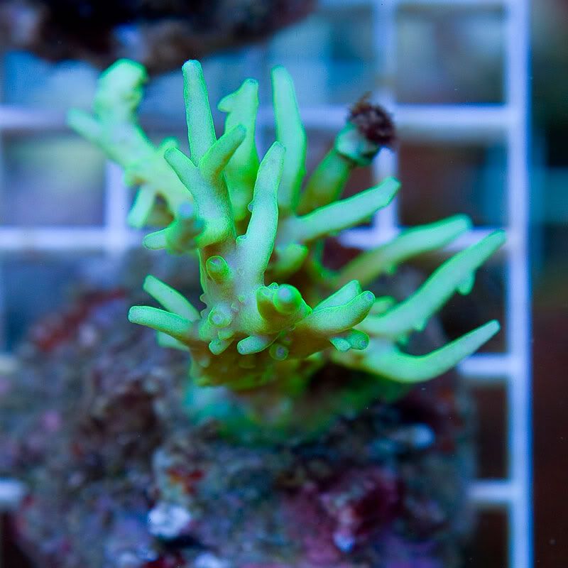 Large Coral 12 10 - Gorgeous cultured Acro's available now!
