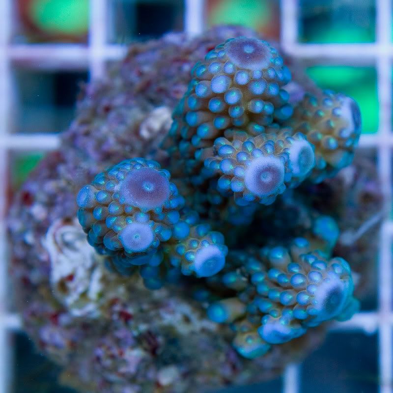 Large Coral 12 3 - Gorgeous cultured Acro's available now!