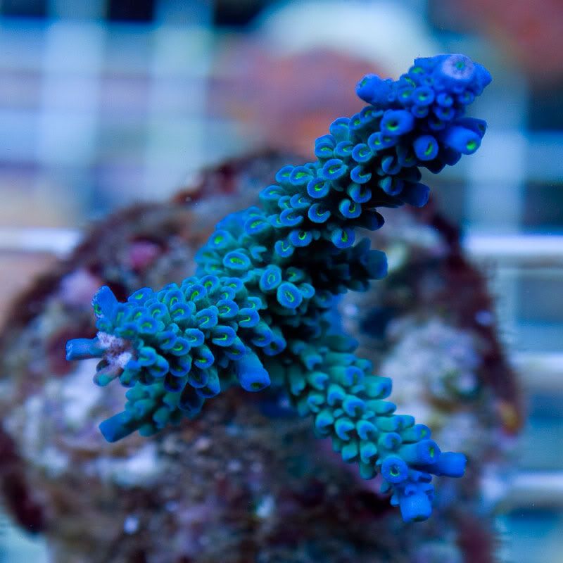 Large Coral 12 5 - Gorgeous cultured Acro's available now!