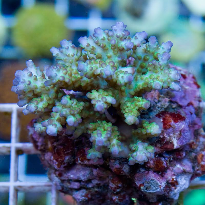 Large Coral 12 6 - Gorgeous cultured Acro's available now!