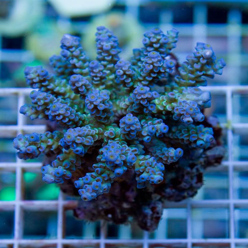 Large Coral 12 8 - Gorgeous cultured Acro's available now!