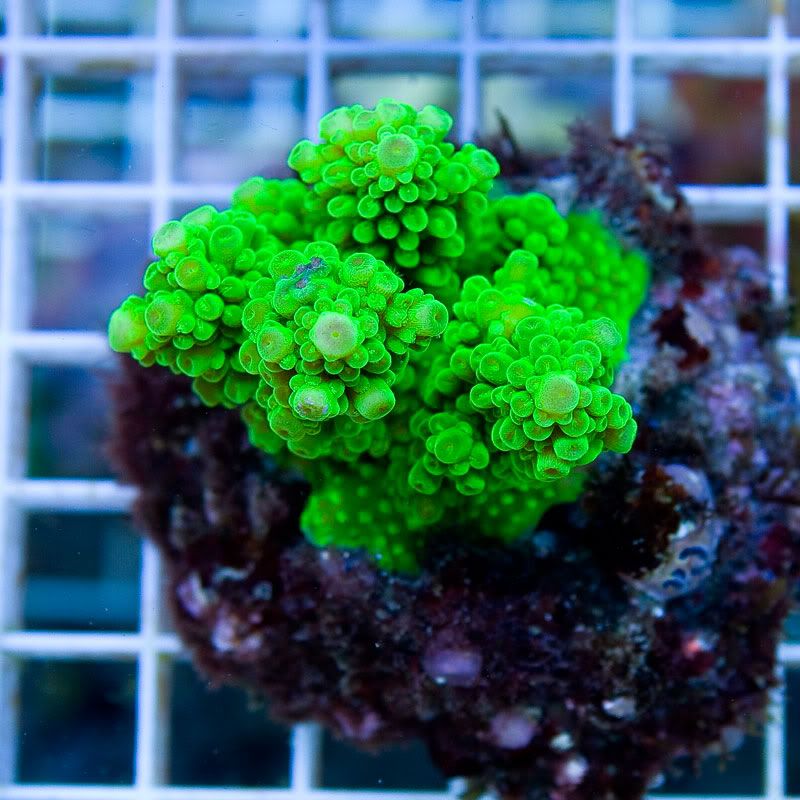 Large Coral 12 9 - Gorgeous cultured Acro's available now!