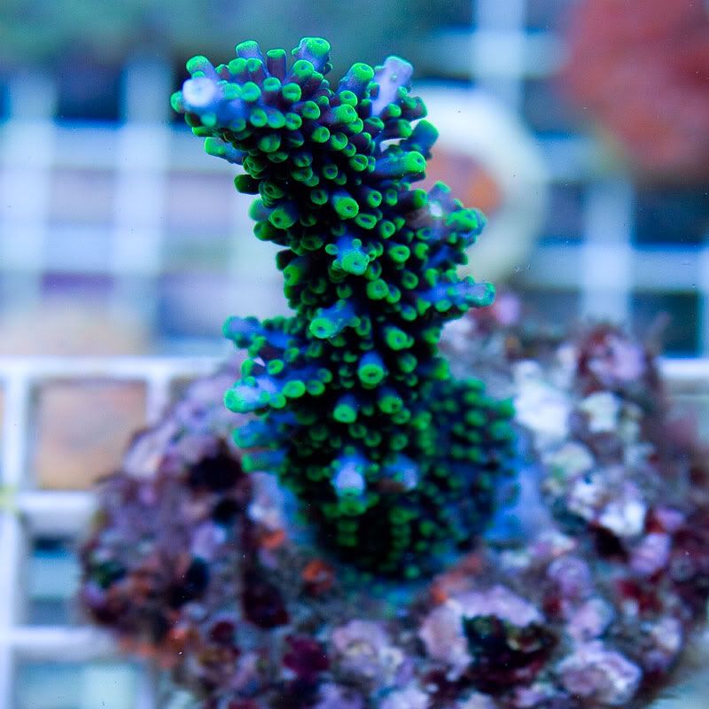 Large Coral 12 - Gorgeous cultured Acro's available now!