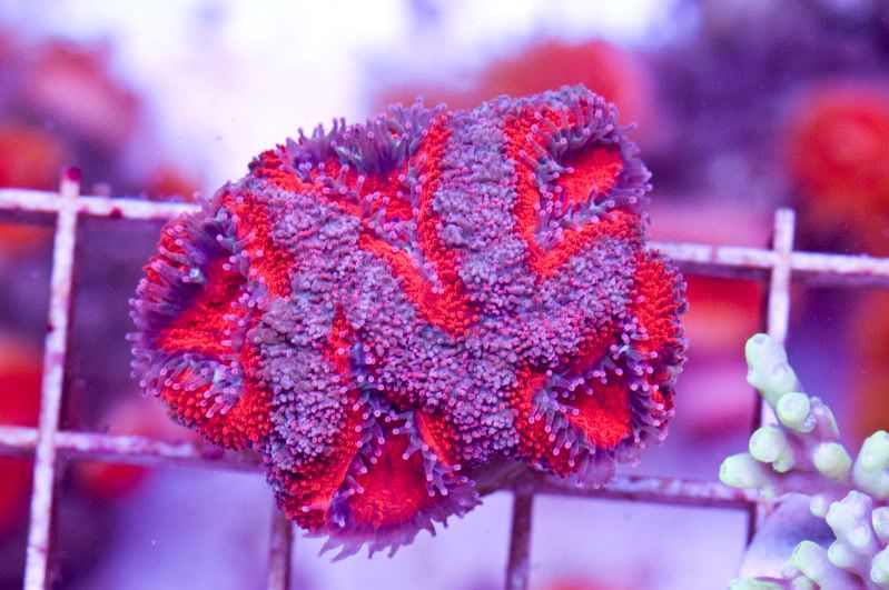 PinkiesXXL - Hot new Cherry Corals on site now!!!