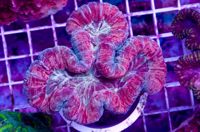 Symphyllia - Hot new Cherry Corals on site now!!!