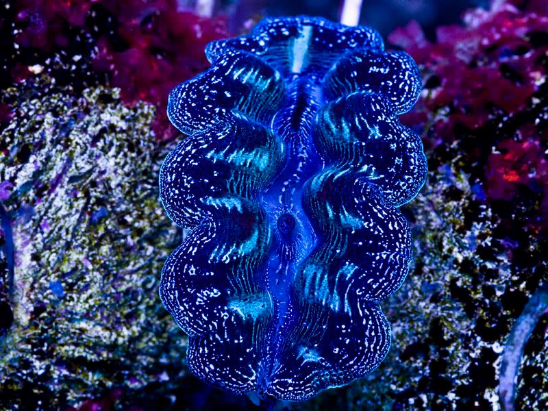 crowcea4 - Aussie Crown leathers, clams, Hot LPS, ect...