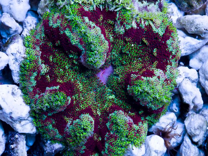 mini3 - Cherry Corals brings the Hotness!!