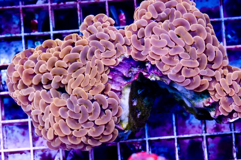 oranghammer - Hot new Cherry Corals on site now!!!
