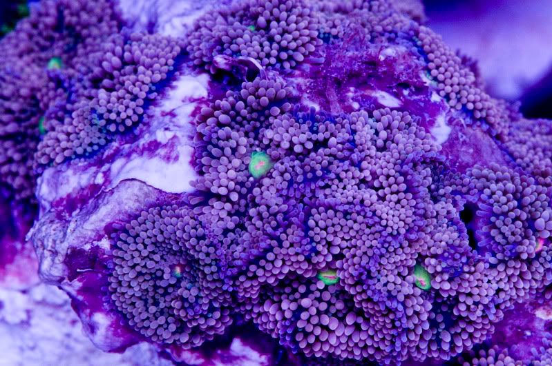 pinkricrock2 - Hot new Cherry Corals on site now!!!