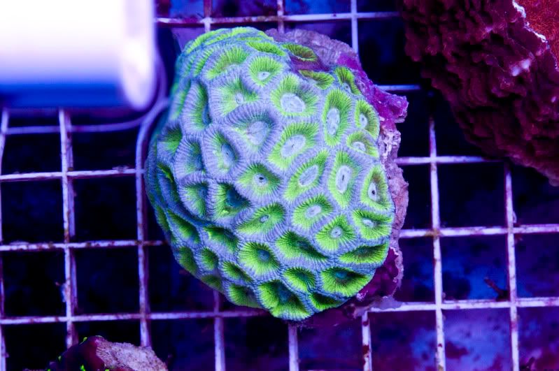 spongebob - Hot new Cherry Corals on site now!!!