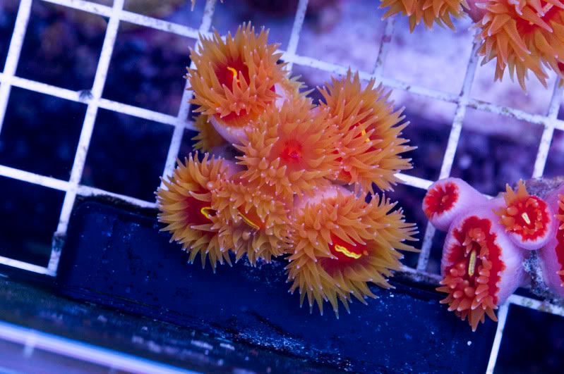 swapathomedendro - Hot new Cherry Corals on site now!!!