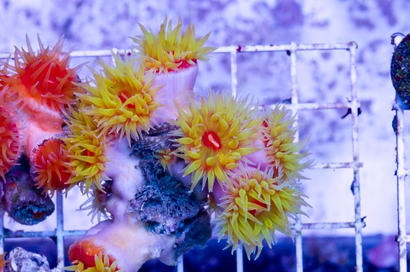 swapathomedendro6 - Hot new Cherry Corals on site now!!!