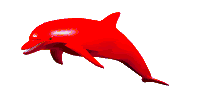 rainbow dolphin