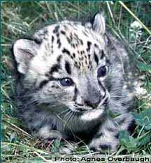 snow leopard baby