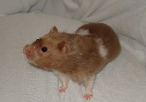 Billede