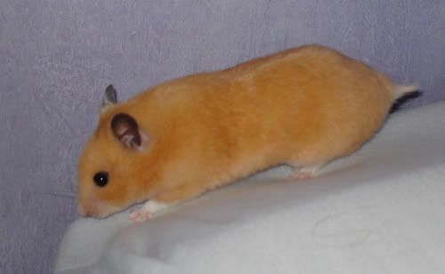 Billede