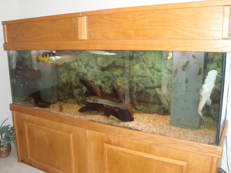300 gallon fish tank | MonsterFishKeepers.com